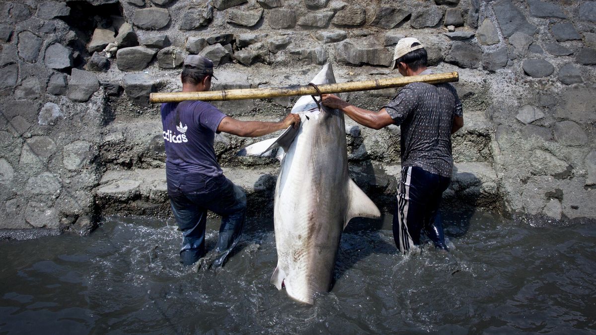 Drsné svědectví ve fotkách: Masakr žraloků kvůli cenným ploutvím